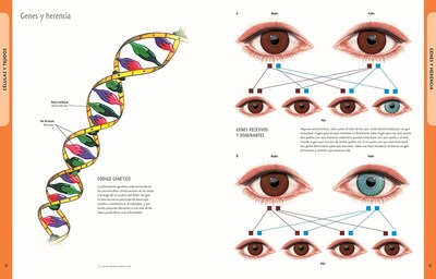 Foto 2 | Foto 2 | Cuerpo Humano (manual De Identificacion) Ken Ashwell Librero Tapa Blanda