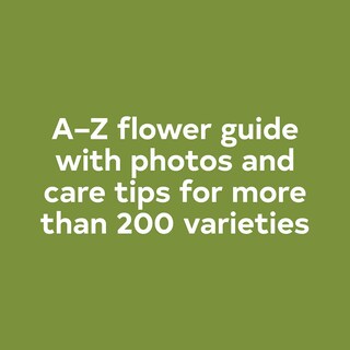 Foto 3 | Foto 3 | Reserve A Year In Flowers Designing Arrangements De Floret Farm - Venta Internacional.
