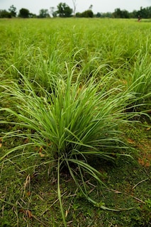 Foto 4 | Foto 4 | Aceite Esencial Dōterra Lemongrass 15ml - Venta Internacional.