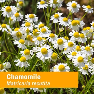 Foto 3 | Foto 3 | Extracto Líquido Herb Pharm Chamomile Organic 120 Ml Nervious - Venta Internacional.