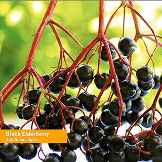 Foto 3 | Foto 3 | Extracto Líquido Herb Pharm Black Elderberry 120 Ml Orgánico - Venta Internacional