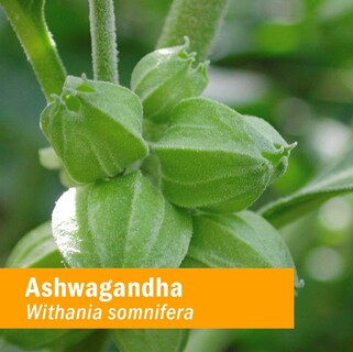 Foto 3 | Foto 3 | Suplemento Herb Pharm de Ashwagandha Orgánica 30 Ml Sin Alcohol - Venta Internacional
