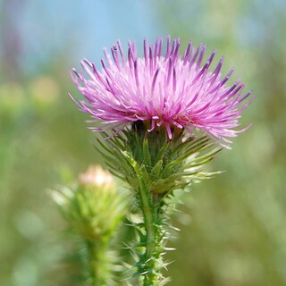 Foto 6 | Foto 6 | Suplemento New Nordic Active Liver Milk Thistle 30 Comprimidos - Venta Internacional.