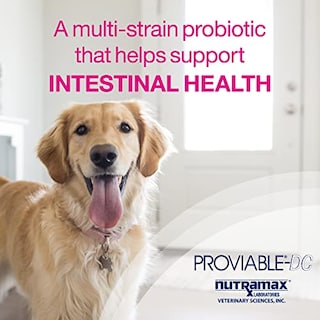 Foto 3 | Foto 3 | Suplemento Nutramax Proviable Digestive Health Para Perros 60 G - Venta Internacional.