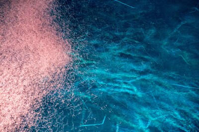 Foto 7 | Foto 7 | Suplemento De Aceite De Krill Antártico Onnit De 1000 Mg De Omega-3 - Venta Internacional.