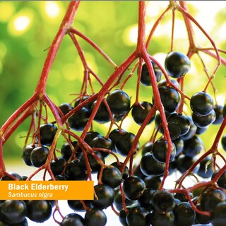 Foto 2 | Foto 2 | Suplemento Herb Pharm Black Elderberry 2 Piezas de 30 ml-Venta Internacional