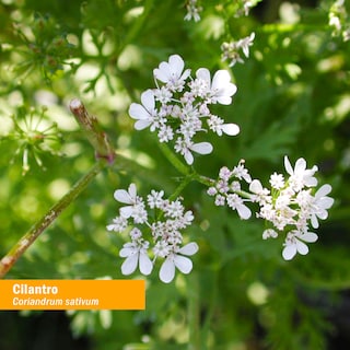 Foto 2 | Foto 2 | Extracto De Cilantro Herb Pharm Cleansing Detox, 30 Ml - Venta Internacional.