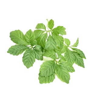 Foto 3 | Foto 3 | Suplemento En Polvo De Extracto De Hoja De Gynostemma Addictive Wellness - Venta Internacional.