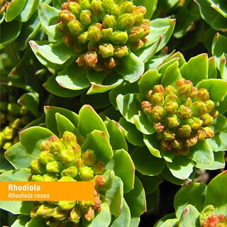 Foto 2 | Foto 2 | Suplemento De Extracto De Raíz De Rhodiola De Herb Pharm 30 Ml - Venta Internacional.
