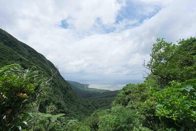 Foto 7 | Foto 7 | Té De Kava Ceremonial En Polvo Sebotanicals Vanuatu Sangava 250 Ml - Venta Internacional.