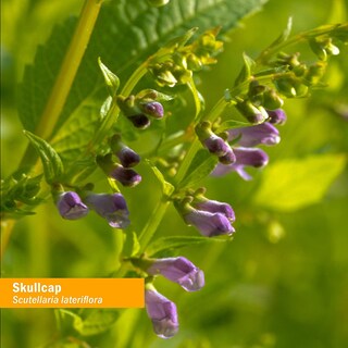Foto 6 | Foto 6 | Extracto Líquido Herb Pharm Skullcap 120 Ml Nervious System - Venta Internacional.