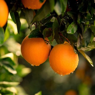 Foto 3 | Foto 3 | Gránulos De Cáscara De Naranja Orgánica Frontier Envasado A Granel De 454 G - Venta Internacional.