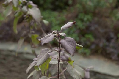 Foto 4 | Foto 4 | Té De Hierbas The Tao Of Tea Purple Leaf Tulsi Organic 8x60 Ml - Venta Internacional.
