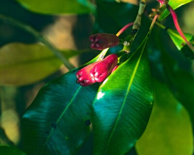 Foto 4 | Foto 4 | Extracto Líquido Herb Pharm Clove 30 Ml Certificado Orgánico - Venta Internacional.