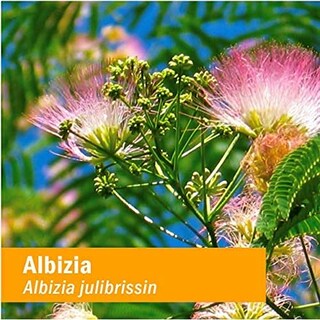 Foto 5 | Foto 5 | Extracto Líquido Herb Pharm Albizia Para El Sistema Nervioso 30 Ml - Venta Internacional.