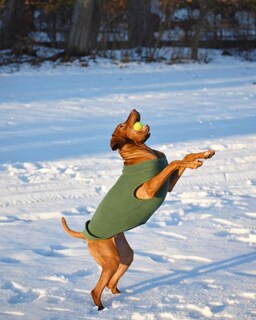 Foto 6 | Foto 6 | Jersey Para Perro Gooby, Chaleco De Forro Polar Elástico, Azul Índigo, Talla 6xl - Venta Internacional.