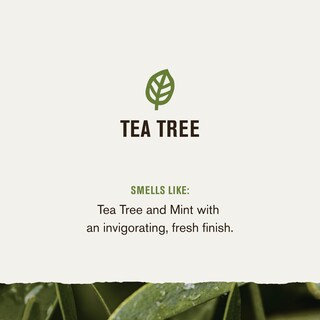 Foto 4 | Foto 4 | Champú Y Acondicionador Every Man Jack Tea Tree Men 400 Ml - Venta Internacional.