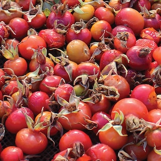 Foto 3 | Foto 3 | Rosehips Frontier Co-op Orgánico Cortado Y Tamizado Sin Semillas 454 G - Venta Internacional.