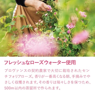 Foto 4 | Foto 4 | Loción Corporal L'occitane Rose Hidratante Con Manteca De Karité 250 Ml - Venta Internacional.