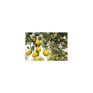 Foto 3 | Foto 3 | Loción Corporal Weleda Refreshing Citrus 200 Ml (paquete De 2) - Venta Internacional.
