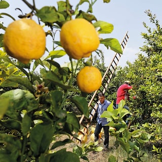 Foto 6 | Foto 6 | Loción Corporal Weleda Refreshing Citrus 200 Ml (paquete De 2) - Venta Internacional.