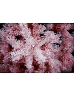 Foto 2 | Foto 2 | Árbol Navidad Naviplastic Pino Monarca Lujo Rosa No6 190cm