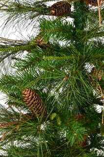 Foto 5 | Foto 5 | Árbol De Navidad Vickerman Ashland De 6 Pies/180 Cm, Sin Iluminación, Con Piñas - Venta Internacional.