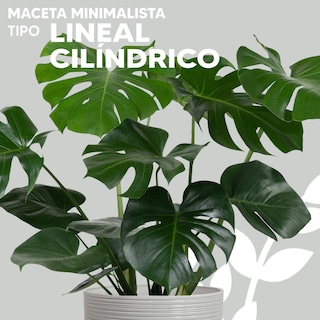 Foto 2 | Foto 2 | Maceta Minimalista Jauz Cilindrica Blanco Premium