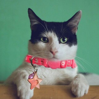 Foto 4 | Foto 4 | Collares Para Gatos Huoguo, 3 Unidades, Breakaway, Con Campana Dorada Y Luna Brillante - Venta Internacional.