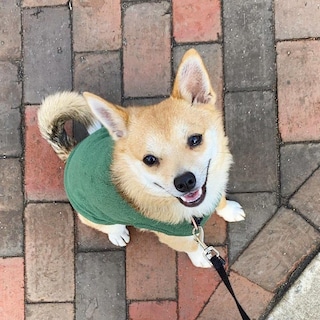 Foto 6 | Foto 6 | Jersey Gooby De Forro Polar Elástico Para Perros, Color Verde Bosque, Talla Xl - Venta Internacional.
