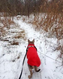 Foto 6 | Foto 6 | Jersey Para Perro Gooby, Chaleco De Forro Polar Elástico, Rojo, Talla 3xl - Venta Internacional.