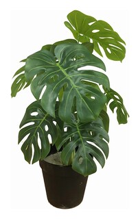 Foto 1 | Foto 1 | Planta Artificial de Plástico Jauz Improvement 4_JOSI0233 Tipo Mini Monstera 35 cm 4 Piezas