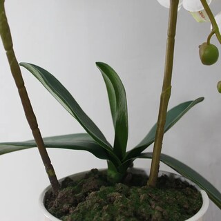 Foto 7 | Foto 7 | Planta Artificial Jauz Bamboo con Maceta