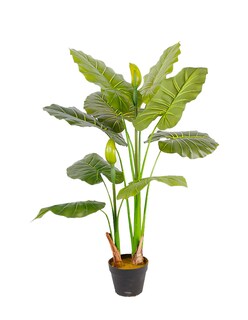 Foto 1 | Foto 1 | Planta Decorativa Alocasia Verde Con Maceta Negra