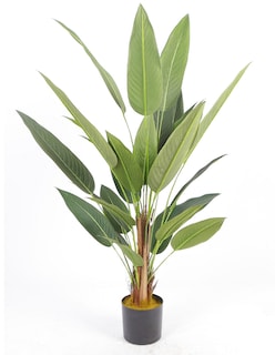 Foto 1 | Foto 1 | Planta Decorativa Canna Verde Con Maceta Negra