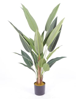Foto 3 | Foto 3 | Planta Decorativa Canna Verde Con Maceta Negra