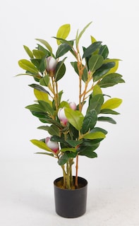 Foto 1 | Foto 1 | Planta Decorativa Magnolia Verde Con Maceta Negra