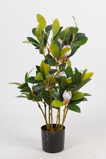 Foto 2 | Foto 2 | Planta Decorativa Magnolia Verde Con Maceta Negra