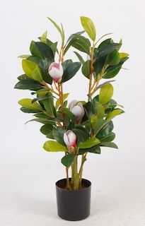 Foto 3 | Foto 3 | Planta Decorativa Magnolia Verde Con Maceta Negra