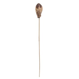 Foto 1 | Foto 1 | Vickerman De Botanicals, Vainas De Caoba Natural Con Tallo, 20 — 100 Tallos - Venta Internacional.