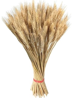 Foto 1 | Foto 1 | Exclusivo Ramo Xtellar De Trigo Natural Con 200 Espigas Para Decoración Elegante