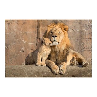 Foto 1 | Foto 1 | Cuadro Entelado Lions 100x150 Cuadros Cuadros