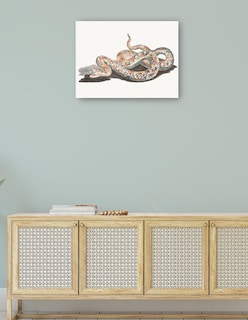 Foto 4 | Foto 4 | Cuadro Decorativo - Una Serpiente- Johan Teyler - Animales - 46x61 - Impresión En Lienzo - Fine Art Tj