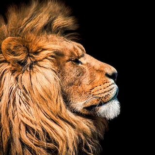 Foto 3 | Foto 3 | Cuadro Entelado The Lion 70cmx120cm