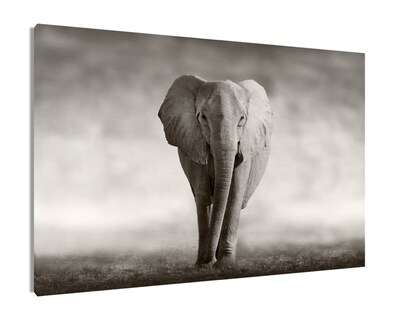Foto 1 | Foto 1 | Cuadro Decorativo Entelado 100X150 Elefante Majestuoso, Elegancia y Fuerza en tu Espacio