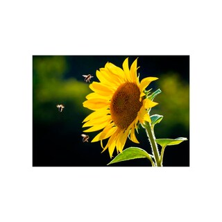 Foto 1 | Foto 1 | Cuadro Entelado Girasol 70x120 Cm Cuadros Cuadros