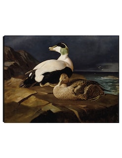 Foto 1 | Foto 1 | Cuadro Decorativo - Par De Eiders Comunes Sobre Una Roca (1869)- Ferdinand Von Wright - Religión - 46x61 - Fine Art Tj