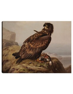 Foto 1 | Foto 1 | Cuadro Decorativo - Águila De Cola Blanca Con Su Presa (1861)- Ferdinand Von Wright - Religión - 28x36 - Fine Art Tj