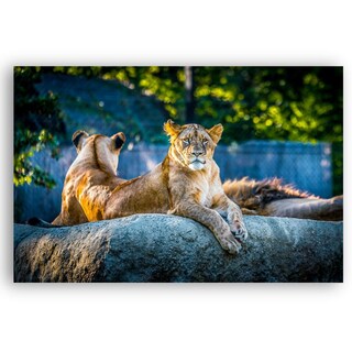 Foto 2 | Foto 2 | Cuadro Decorativo Animales Leones 143cm X 89cm Tela Brillante Marco Madera