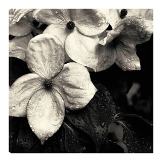 Foto 1 | Foto 1 | Cuadro Decorativo - Flor De Cornejo No.3 - Gary Horsfall - Arte Floral - Impresión En Lienzo - Fine Art Tj